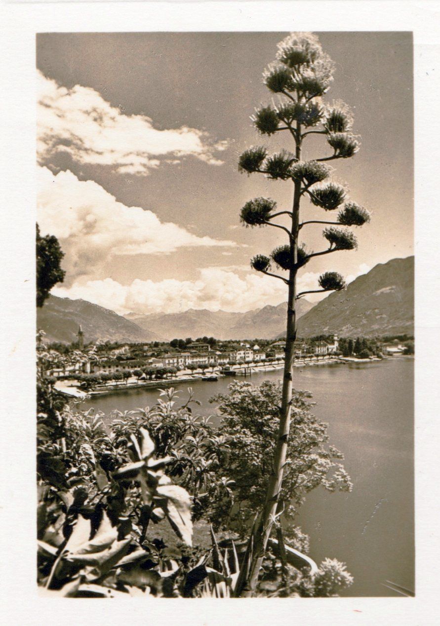 Ansichtskarten: Ascona,  2 spez. Karten in Grossformat – Gebraucht aus Fällanden von Blausegelfliege 1