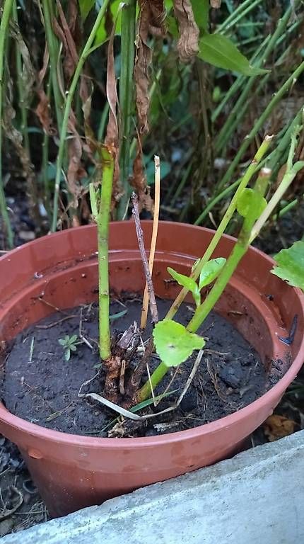 Piante & sementi: Pianta di prugne chiare – Usato da Ponto Valentino venduto da Mercante33 2