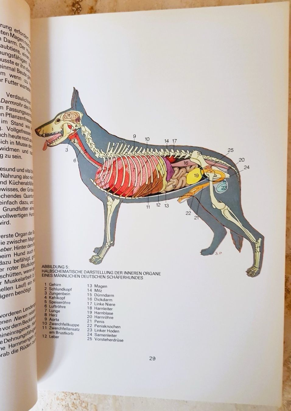 Bücher: Silva Verlag "Unsere Hunde" – Neu (gemäss Beschreibung) aus Avenches von Tinkey 4