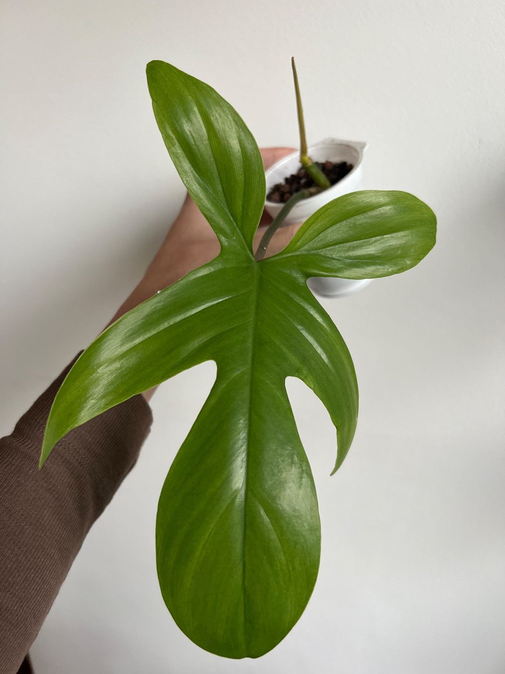 Piante & sementi: 🔥Philodendron Florida Ghost – Usato da Glattpark(Opfikon) venduto da ste_n99y 6