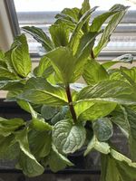 Frische Minze aus dem Garten-aromatisch! Bund CHF 5