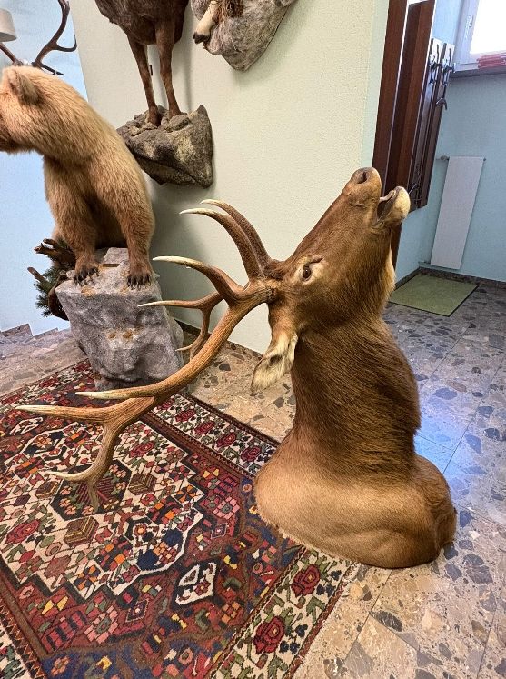 Il mondo degli animali: Wapitihirsch Trophäe, präpariert guter Zustand – Usato da Wettingen venduto da Bwalti 4