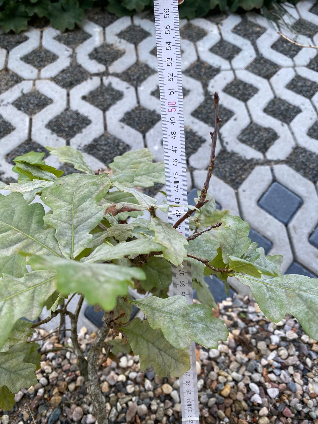Plantes & graines: Bonsai Eiche in Tonschale - ab Samen / Eichel gezogen 2016 – D'occasion à Zug par guetzli20 5