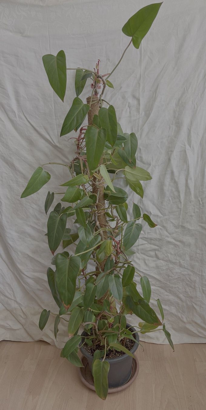 Piante & sementi: Grosser Philodendron Painted Lady – Usato da Winterthur venduto da Aniger 1