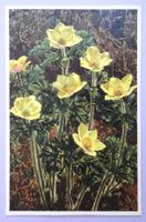Anémone à fleurs jaunes