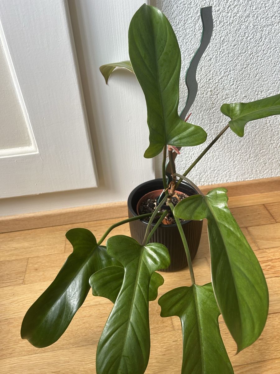 Piante & sementi: Philodendron Flordia Bronze – Usato da Zürich venduto da fabuulois 3