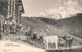 Engelberg (OW) Alp Schwandalp mit Bauern und Kühen