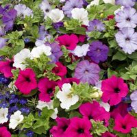 50 Samen  MIX samen Zwerg-Hybrid-Petunie 50 graines MIX
