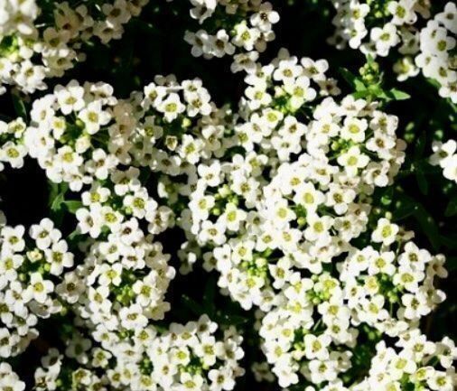 Piante & sementi: 100 SAMEN STEINKRAUT WEISS ALYSSE BLANC ALYSSO BIANCO – Nuovo e nell'imballaggio originale da Rovio venduto da POSITIFFARTandPLANTS 5