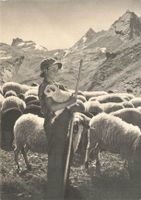 Mürren (BE) – Junge Schäferin mit Lamm und Herde G