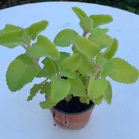 Kubanischer Oregano / Coleus amboinicus PFLANZE