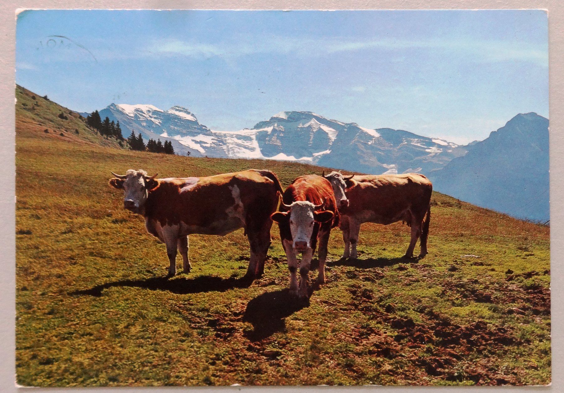 Cartoline postali: Planachaux s. Champéry – Usato da Fétigny venduto da Billy2miny