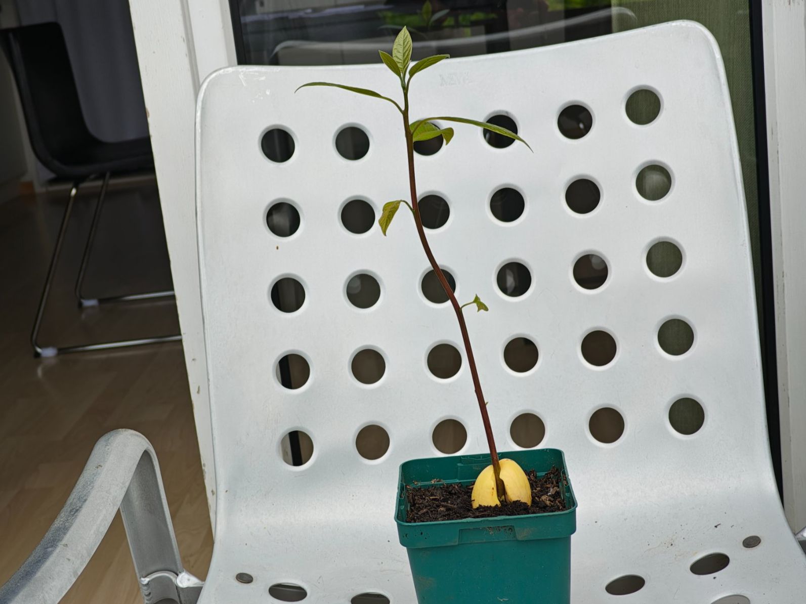 Piante & sementi: Avocado Baum – Usato da Schlieren venduto da Edgar_k 3