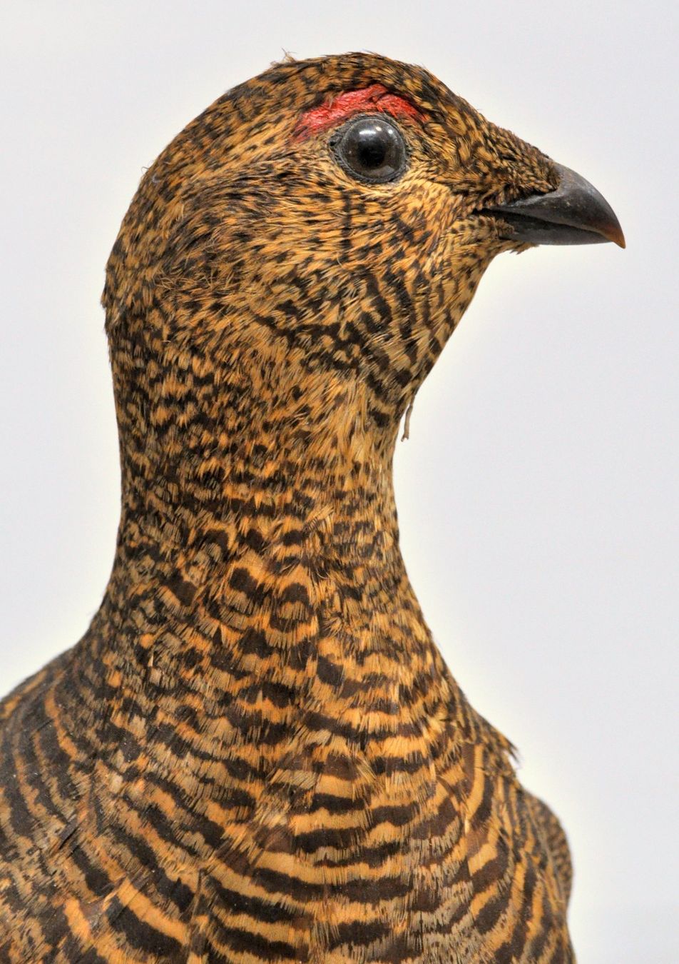 Welt der Tiere: Tétras naturalisé – Gebraucht aus Neuchâtel von Neuchatel 5