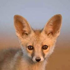 Profile image of DesertFox01