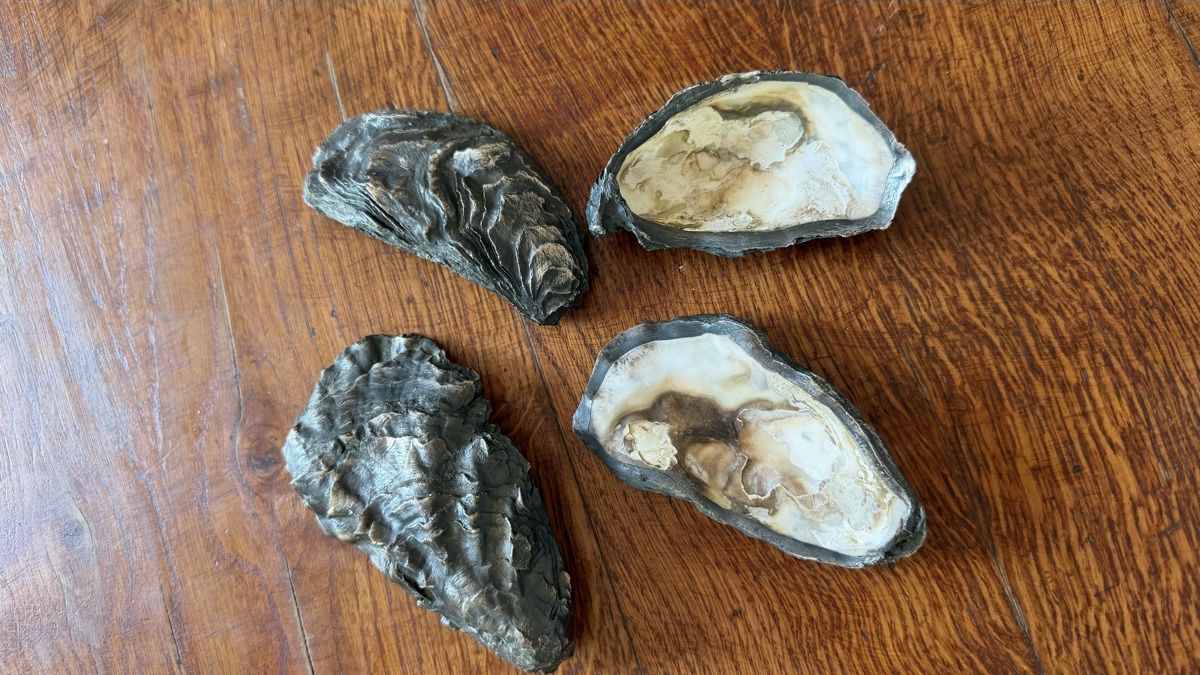 Fossili: 4 Austernschalen mit Silberüberzug antik – Usato da Riedholz venduto da Frettchen63 1