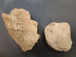 Versteinerung Zähne Kiefer