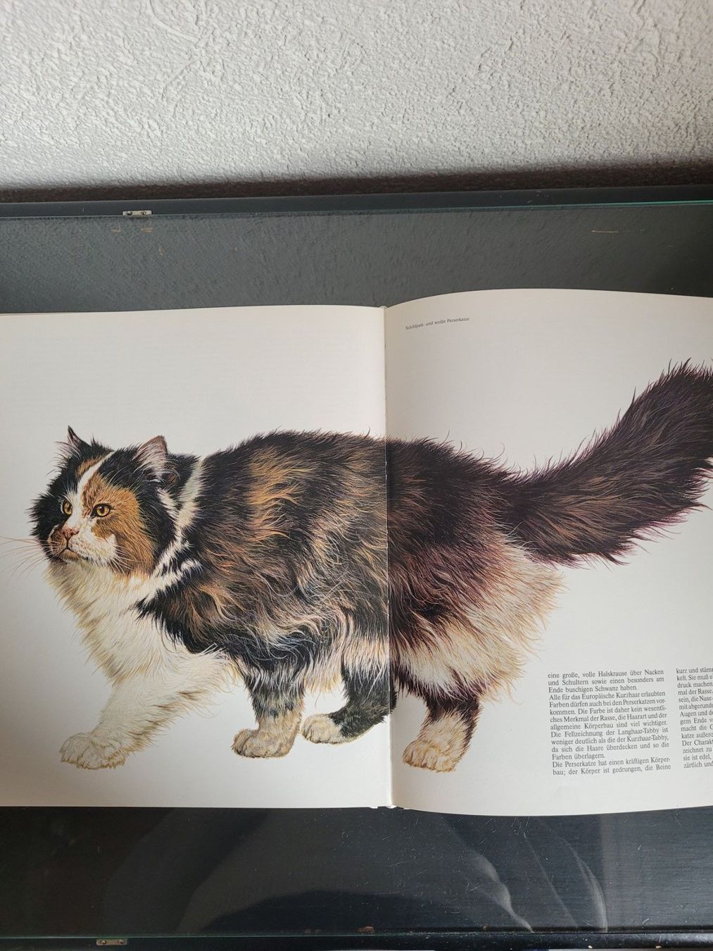 Libri: Katzen – Usato da Pieterlen venduto da Elegance7 2