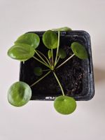 Pilea Peperomioides Jungpflanze im Topf guter Zustand