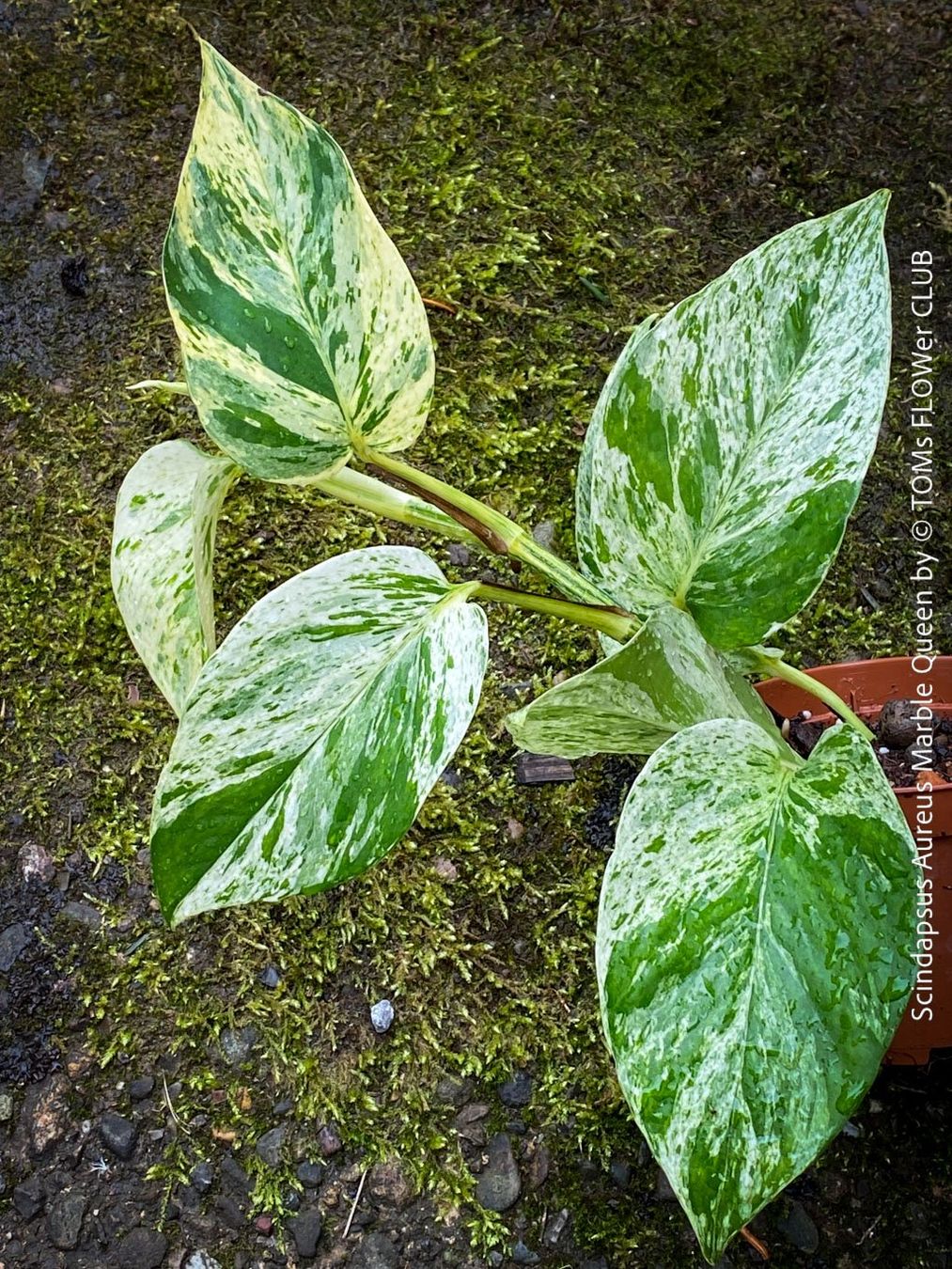 Plantes & graines: Scindapsus Aureus Marble Queen - pflegeleicht & robust – Neuf avec emballage d'origine à Adliswil par TAKEYOURPLANT