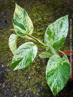 Scindapsus Aureus Marble Queen - pflegeleicht & robust