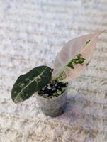 Alocasia Black Velvet Pink Variegata