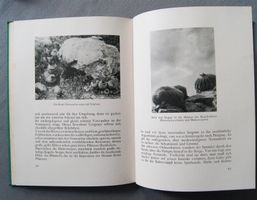 BOTANIK-Konvolut 5 antike Werke - Kakteen, Orchideen, Palmen