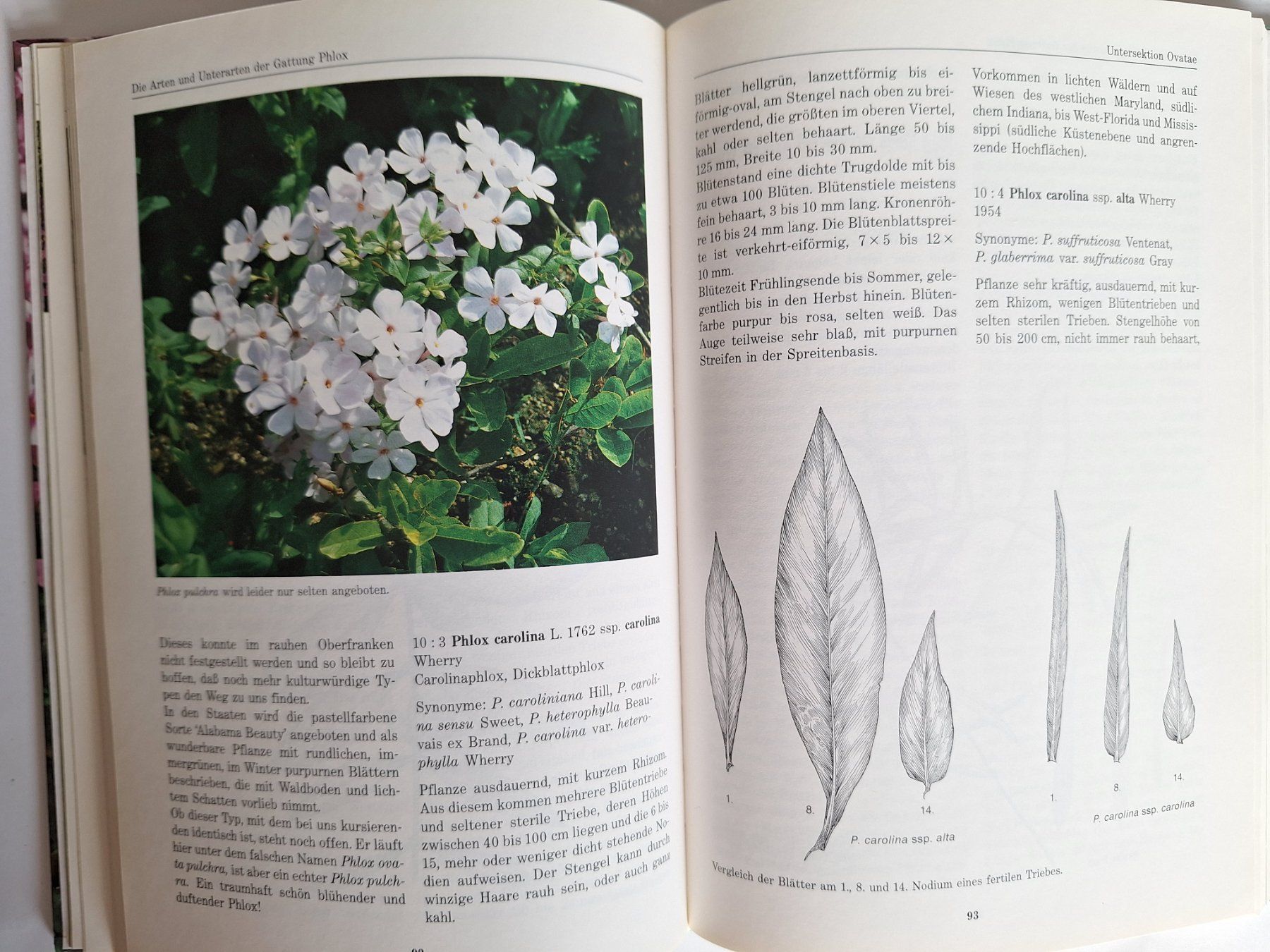 Libri: Phlox, Stauden- und Polsterphlox Buch – Usato da Zürich venduto da t24_de 3