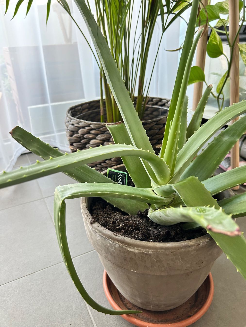 Piante & sementi: Aloe vera – Usato da Wynau venduto da Trixli86 2