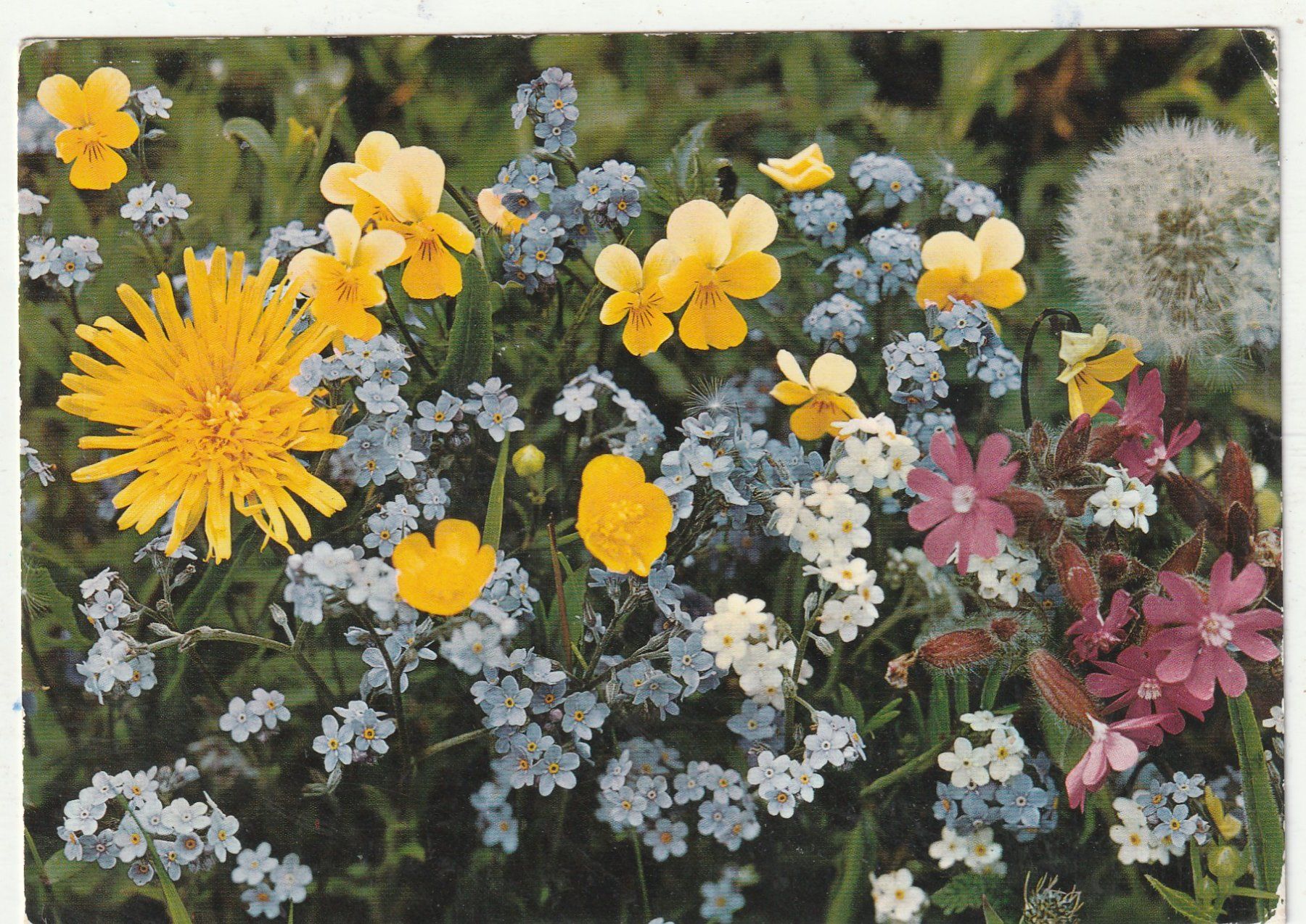 Ansichtskarten: 10 Blumenkarten – Gebraucht aus Lumbrein von made02 1