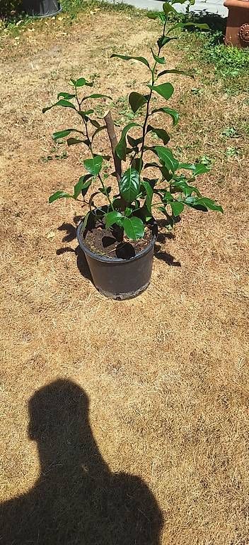 Plantes & graines: Zitronenbaum – D'occasion à Madiswil par Oleander2 2