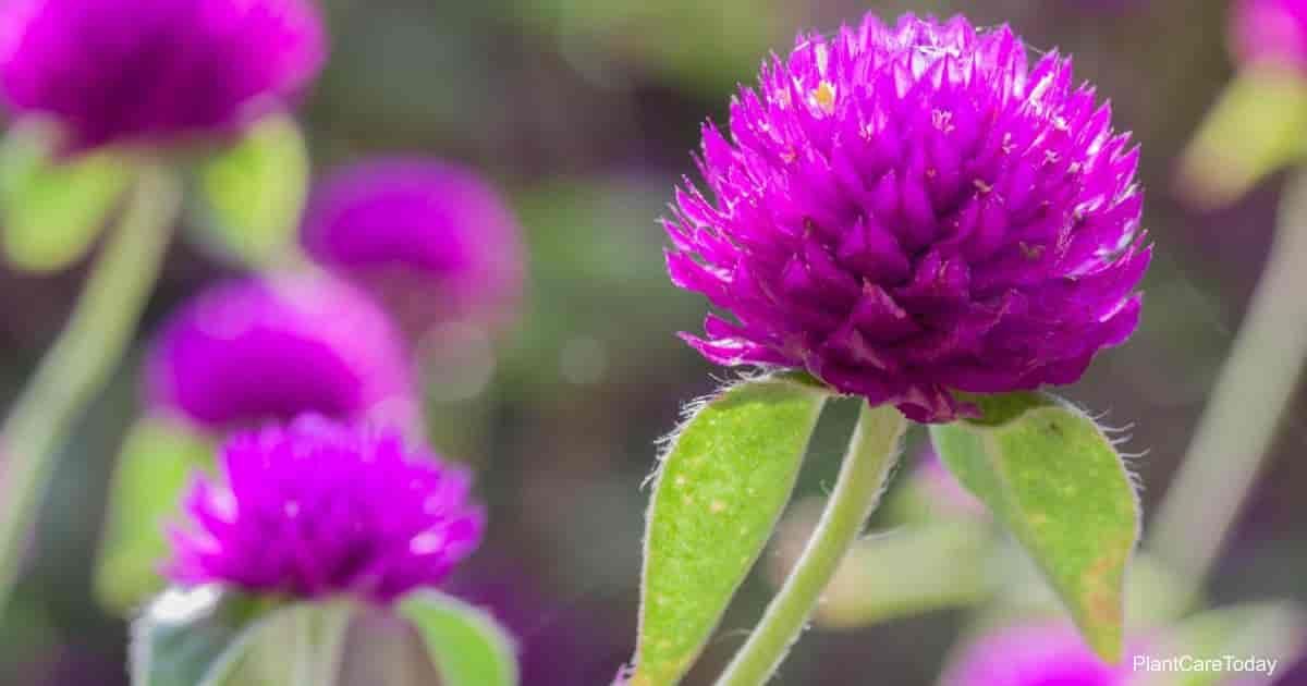 Piante & sementi: 50 Samen Kugelamarant Gomphrena PURPLE Samen – Nuovo (secondo la descrizione) da Ehrendingen venduto da VerveinaSamen 5