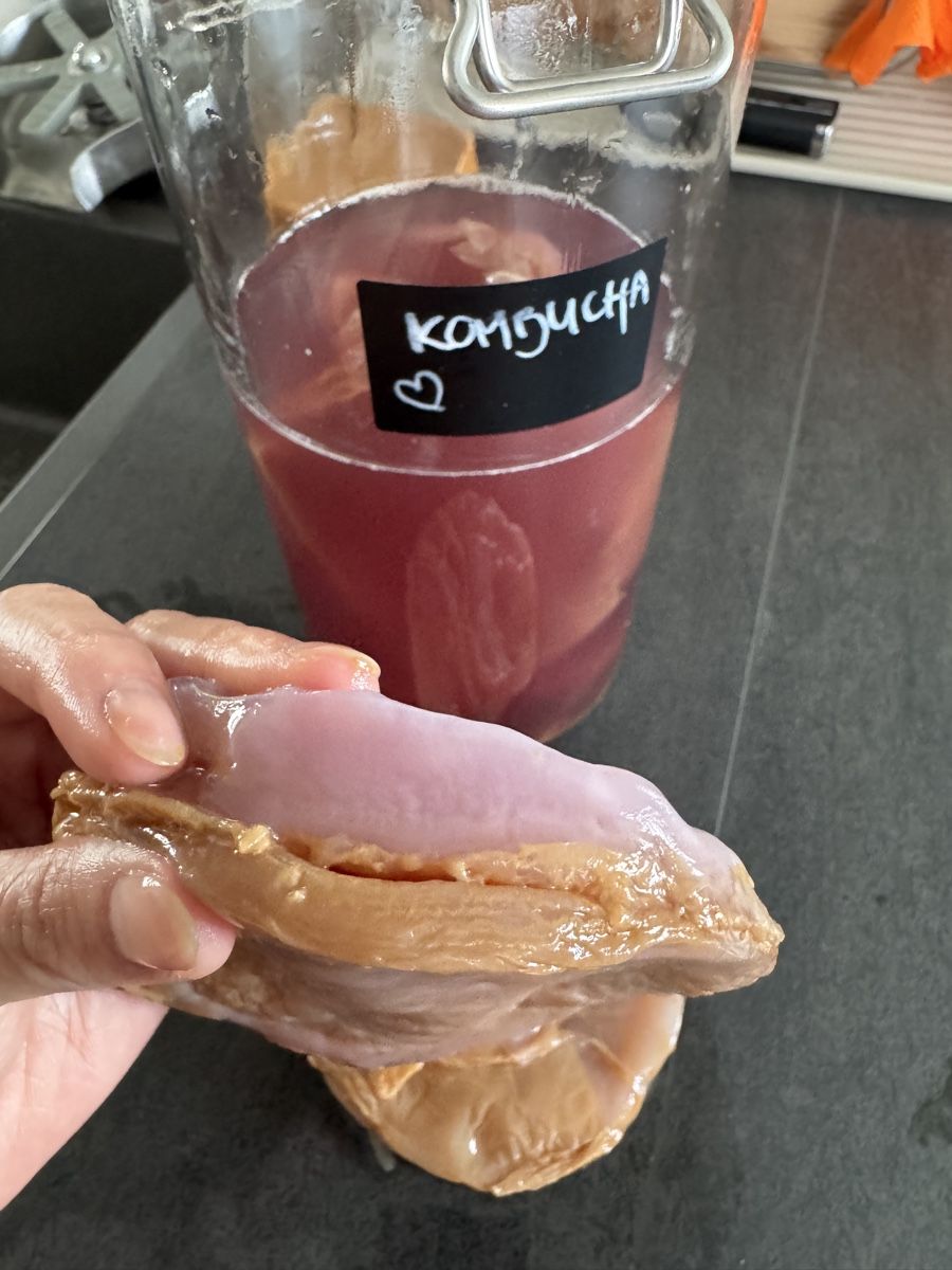 Cibi & Specialità: Kombucha Scoby 🫧 – Nuovo (secondo la descrizione) da Herisau venduto da fust10 1