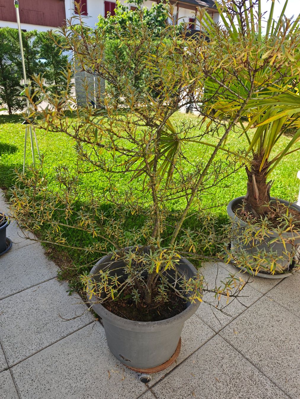 Plantes & graines: Sanddorn – D'occasion à Gunzgen par 0Aurin0