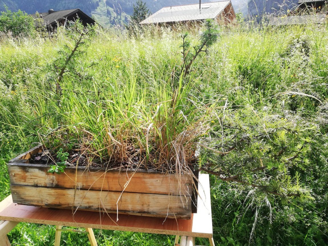 Plantes & graines: Lärchen Gruppe – D'occasion à Kandersteg par erh_5q7k 3