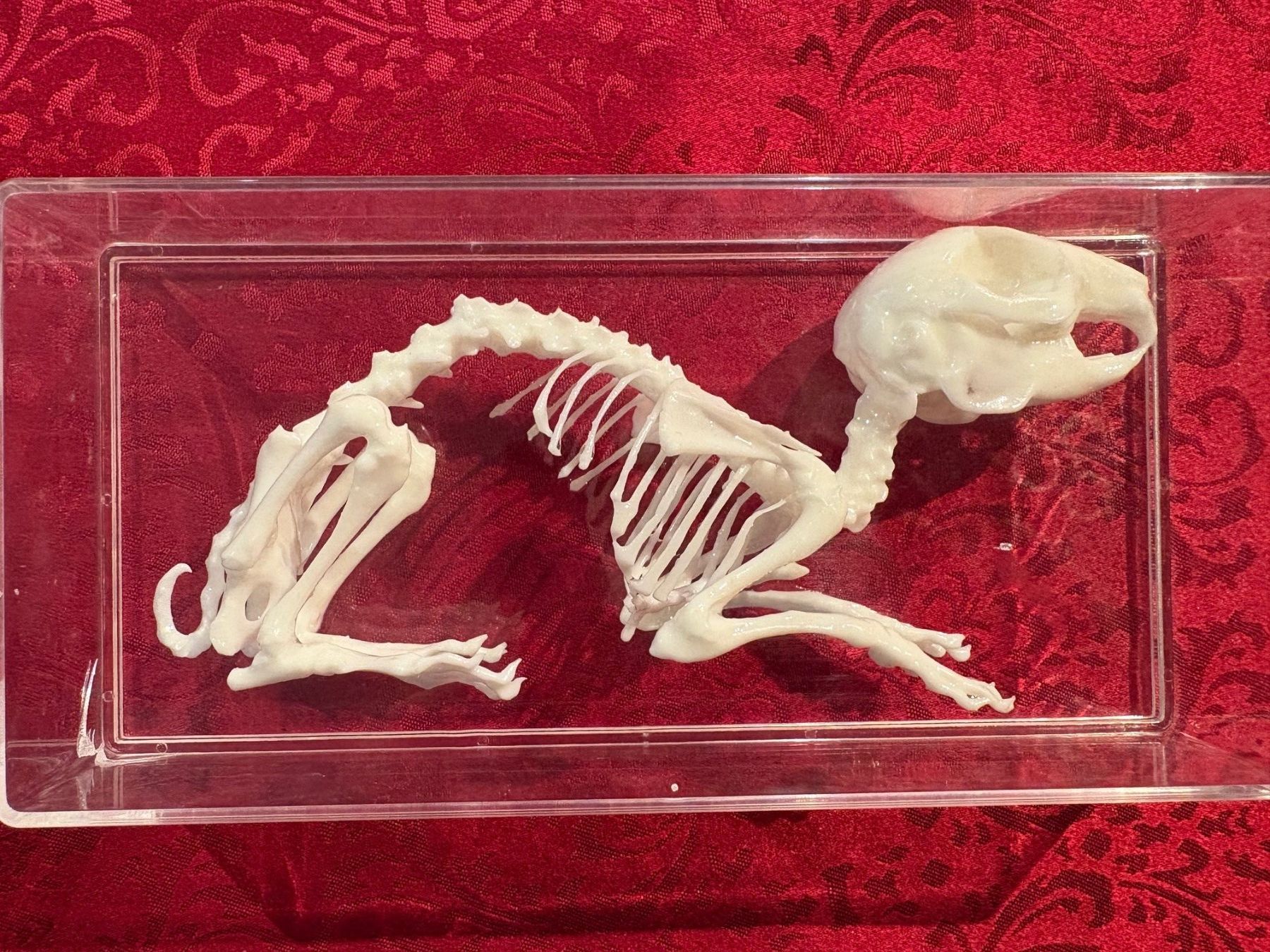 Il mondo degli animali: Kaninchenskelett – Nuovo (secondo la descrizione) da Busswil b.Melchnau venduto da lemmyfreakluc 1