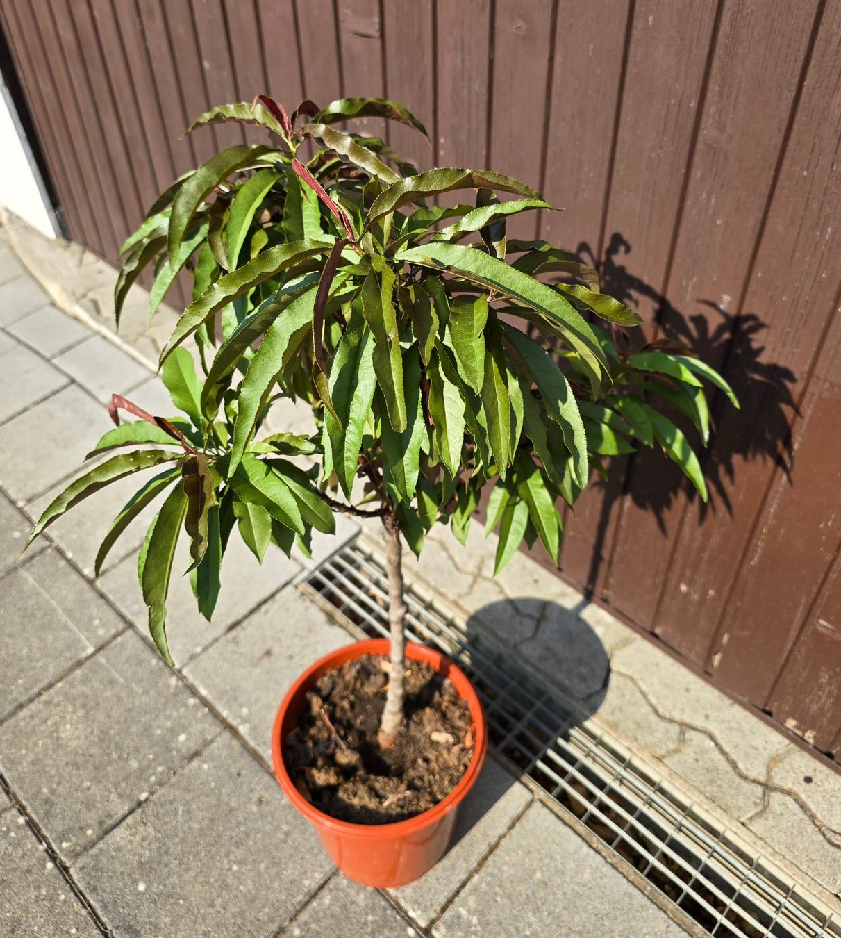 Piante & sementi: Nektarine Prunus nucipersica – Usato da Aarburg venduto da popkorn65 2