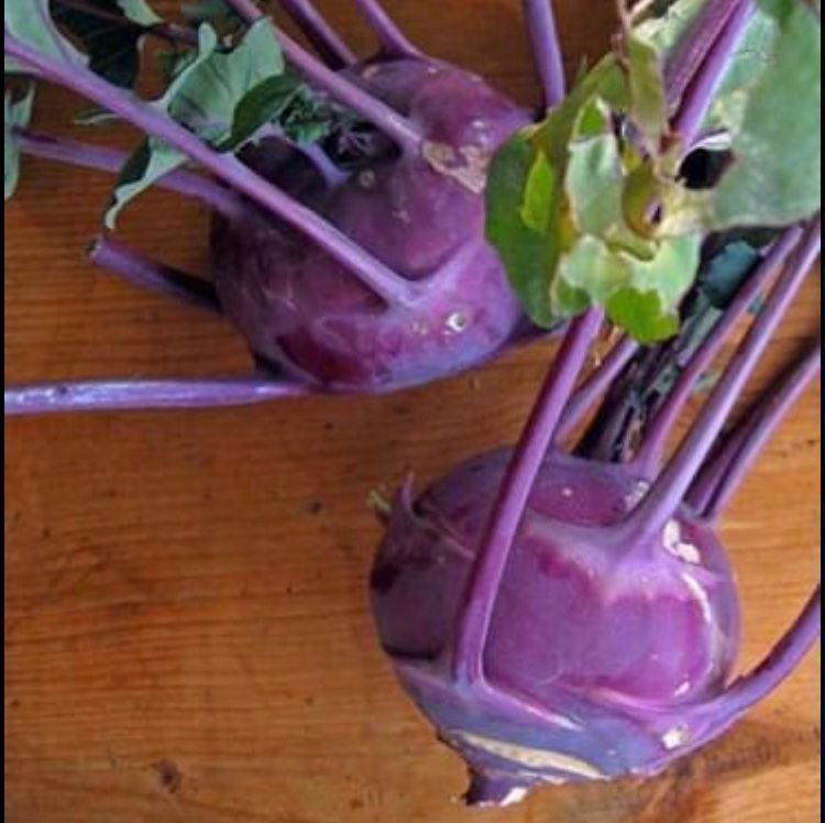 Piante & sementi: 30 SAMEN GRAINES SEMI  Blauer Kohlrabi – Nuovo e nell'imballaggio originale da Rovio venduto da POSITIFFARTandPLANTS 1