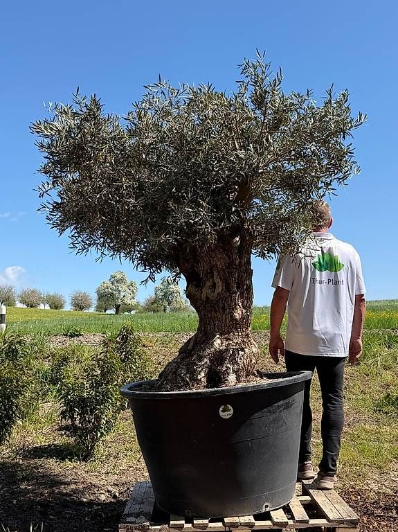 Pflanzen & Samen: Olivenbaum "Olea Europea 4 – Gebraucht aus Zuckenriet von Thur_Plant 5