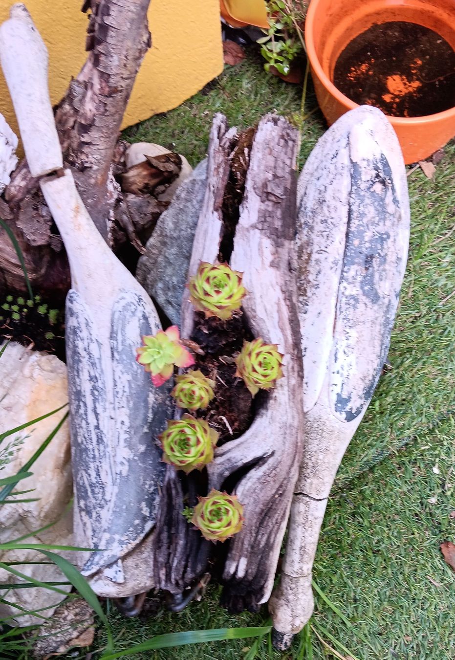 Piante & sementi: Bellissimo vaso in legno con succulente – Usato da Carena venduto da gra_yz7p