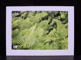 MIGROS MANIA Nature Detectives Nr. 19