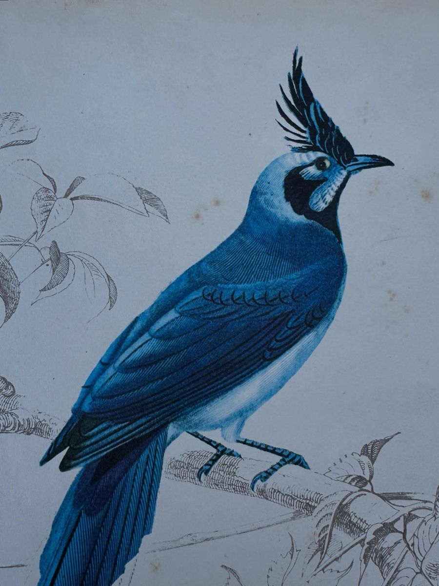 Grafica & Litografie: alte Vogel illustration - Charles d‘Orbigny – Usato da Zürich venduto da frauflufelberg 7