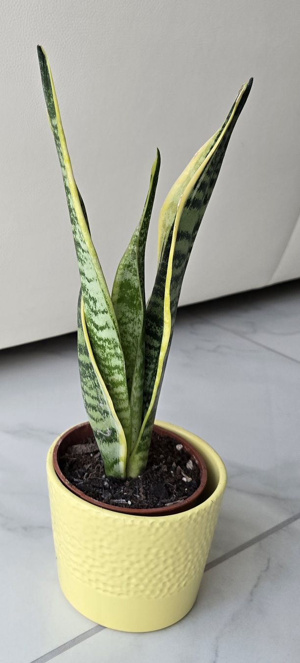 Piante & sementi: 🌿 Sansevieria – Nuovo (secondo la descrizione) da Aarburg venduto da Glitzerschein 3