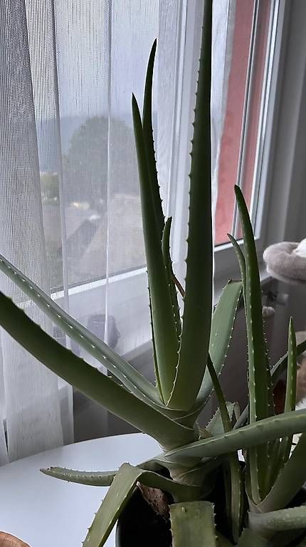 Piante & sementi: Aloe Vera ca. 3 J.a. ca.60 cm – Usato da Rothrist venduto da tro_567r 1