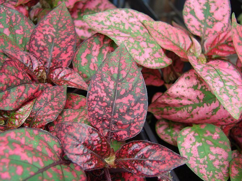 Piante & sementi: Hypoestes sanguinolenta  10g – Nuovo (secondo la descrizione) da Bremblens venduto da FIBONACCI369 1