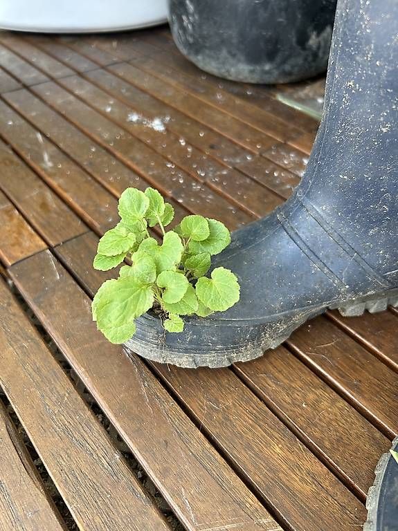 Scarpe da donna: Gummistiefel als Blumentopf  – Usato da Frauenfeld venduto da Irene.Schuppli 1