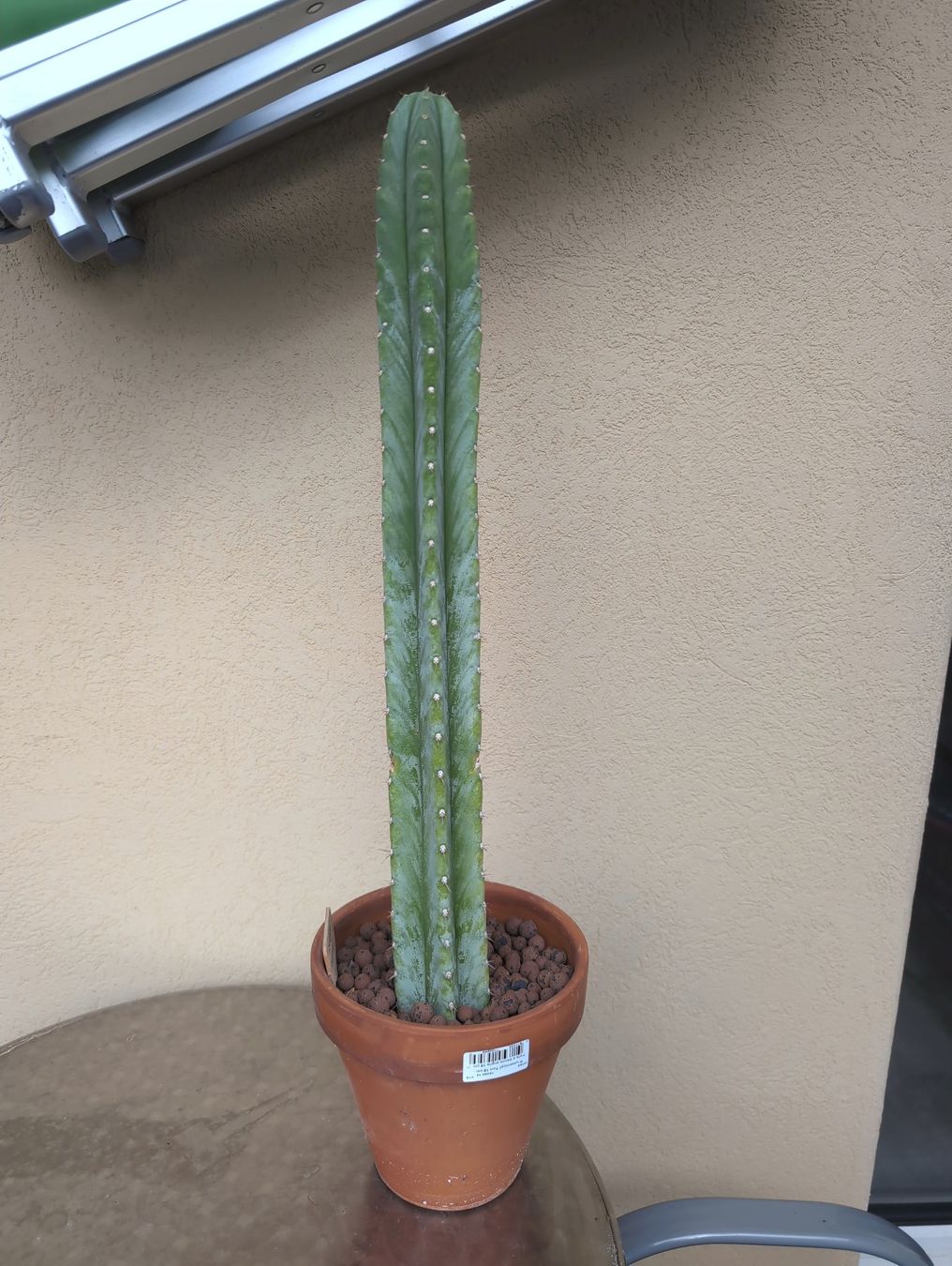 Piante & sementi: Echinopsis Pachanoi – Nuovo (secondo la descrizione) da Grolley venduto da eluveitie32