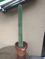 Echinopsis Pachanoi