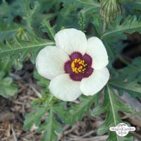 Samen Stundenblume (Hibiscus trionum) Bio 10St