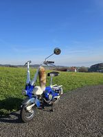 Motograziella Cheeky-Boy